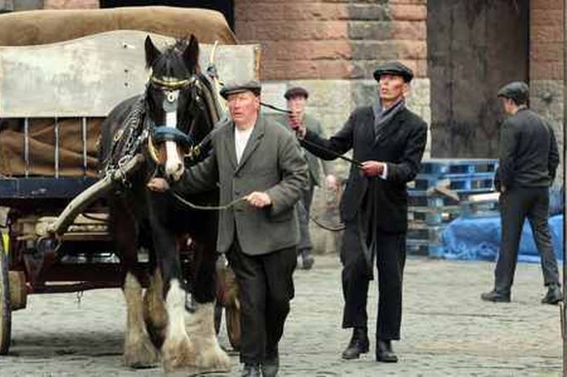 Major the Huddersfield Shire Horse TV Star Holme Valley Heavy Horses